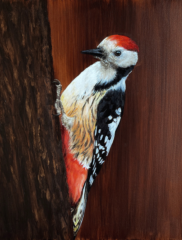 Original handgemalte Kunst Vogelmalerei Mittelspecht, Simone Hofmann Art, Haltern am See