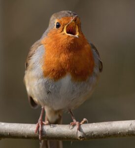 Rotkehlchen - Steckbrief des beliebten Gartenvogels