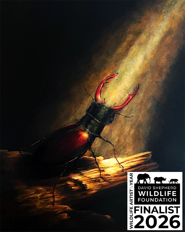 Gemälde Hirschkäfer von Künstlerin Simone Hofmann im Chiaroscuro-Stil vor dunklem Hintergrund. Finalist Wildlife Artist of the Year 2026, David Shepherd Wildlife Foundation.