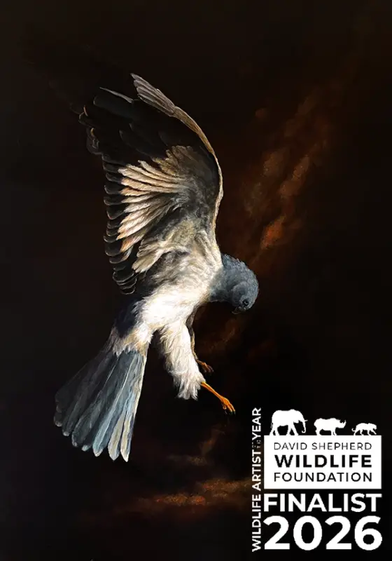 Gemälde einer Kornweihe im klassischen Chiaroscuro auf 38mm tiefem Holzpaneel von Simone Hofmann – Finalistin Wildlife Artist of the Year 2026, London.
