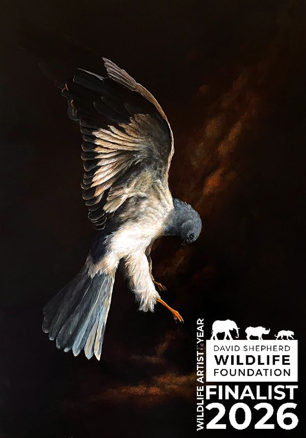 Gemälde einer Kornweihe im klassischen Chiaroscuro auf 38mm tiefem Holzpaneel von Simone Hofmann – Finalistin Wildlife Artist of the Year 2026, London