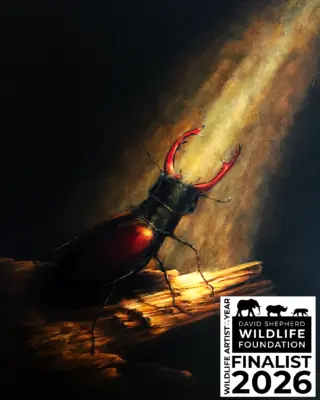 stag-beetle-dswf-finalist-2026