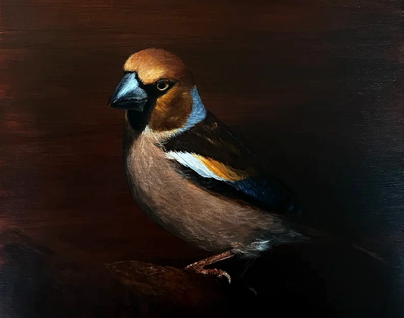 Gemälde Kernbeißer von Künstlerin Simone Hofmann im Chiaroscuro-Stil vor dunklem Hintergrund