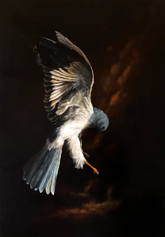 Vogelporträt einer Kornweihe im Chiaroscuro-Stil von Simone Hofmann. Ausgewählt als Finalistin für Wildlife Artist of the Year 2026, Mall Galleries London.