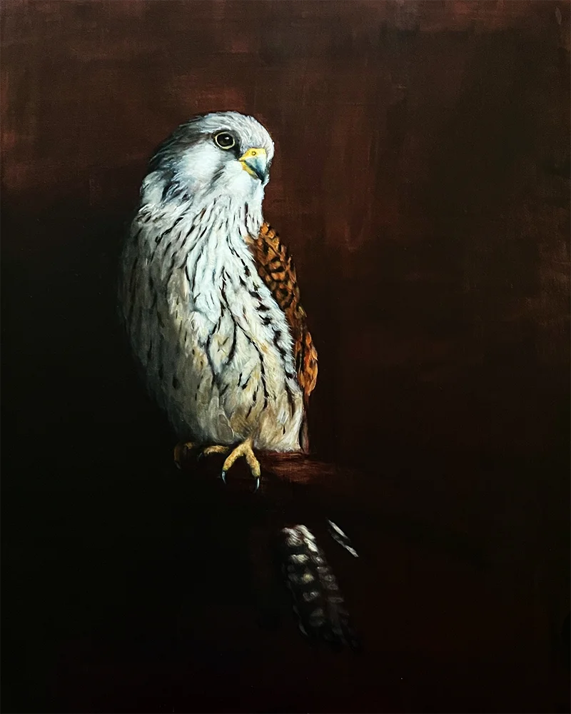 Gemälde Turmfalke von Künstlerin Simone Hofmann im Chiaroscuro-Stil vor dunklem Hintergrund