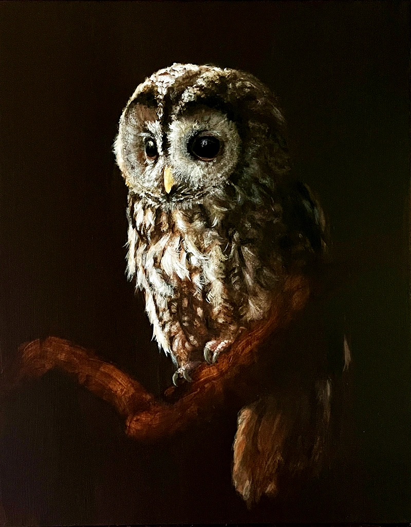 Gemälde eines Waldkauzes von Simone Hofmann Gemälde eines Waldkauzes auf einem Ast im klassischen Chiaroscuro von Simone Hofmann
